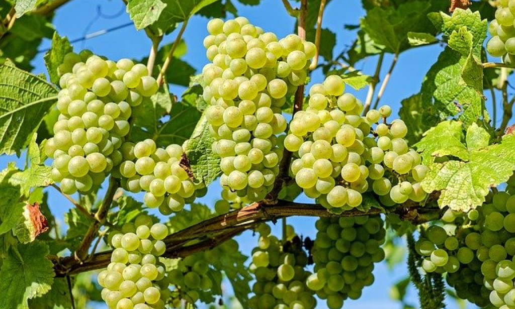 Nutritional Value And Benefits Of Grapes
