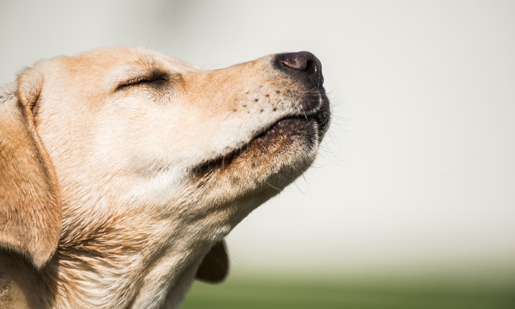 3 ways dogs are better than humans