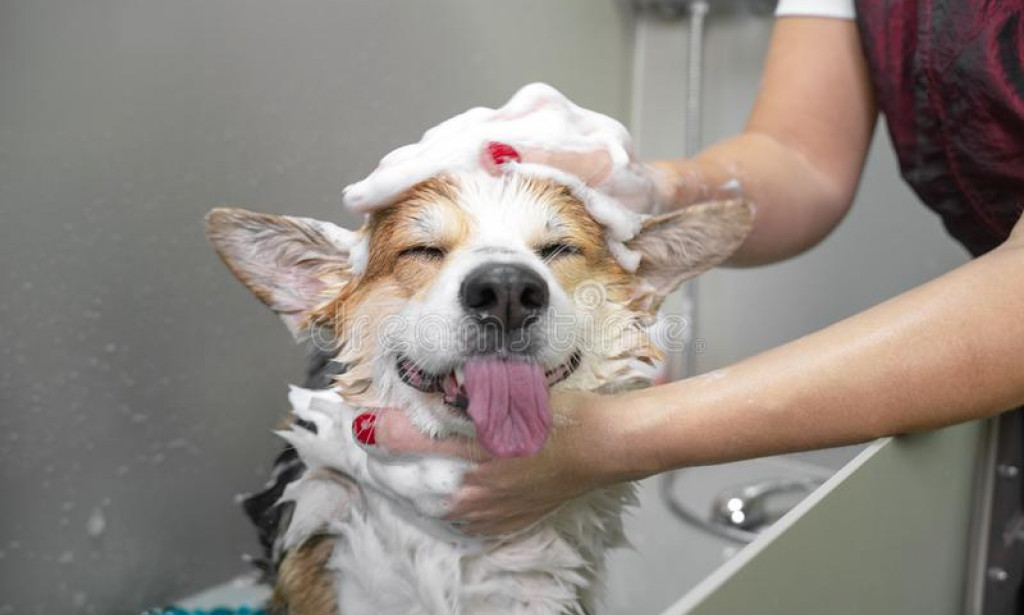 Pros and Cons of Shaving Your Dog