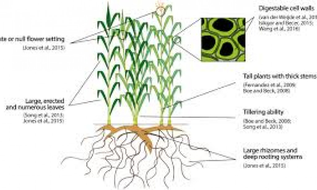 Is Switchgrass A Viable Energy Crop